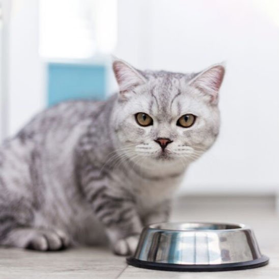 Gamelle chat | Design Ergonomique - Mondechat