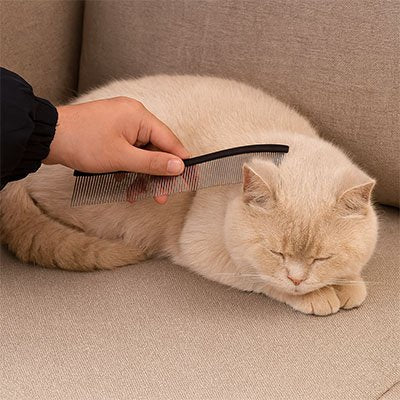 Peigne Chat | Démêlant Professionnel Acier 22 cm - Mondechat