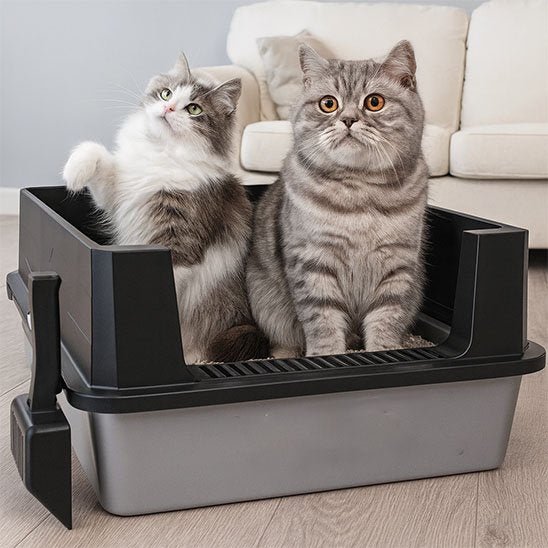 Bac à litière Chat | Premium Anti - Odeurs - Mondechat