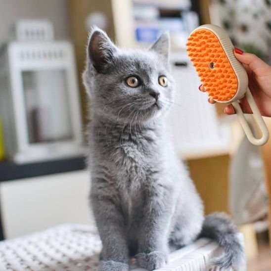 Brosse chat