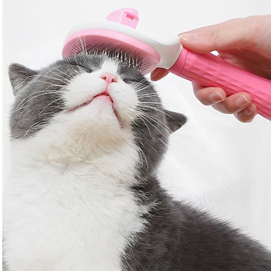 Brosse chat
