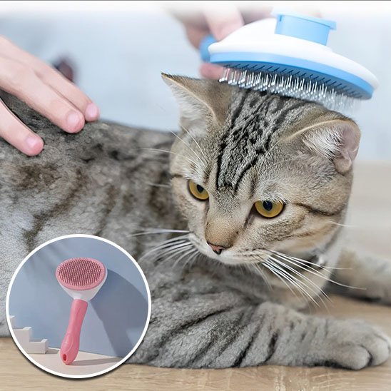 Brosse chat