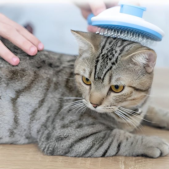 Brosse chat