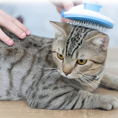 Brosse chat