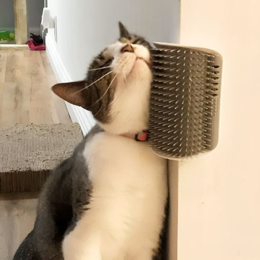 Brosse chat
