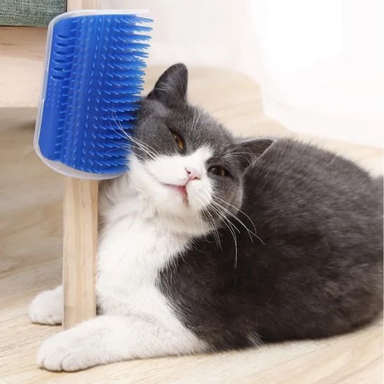 Brosse chat
