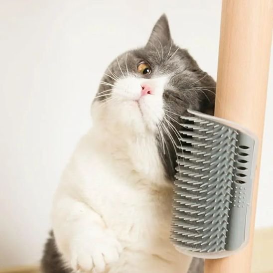 Brosse chat