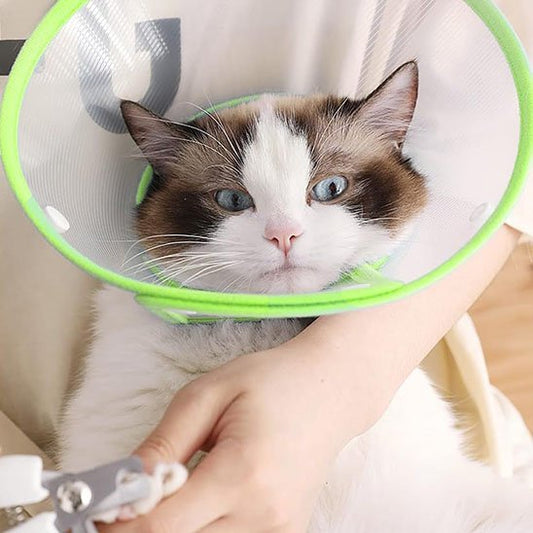 Collerette Chat | Confort Ajustable - Mondechat