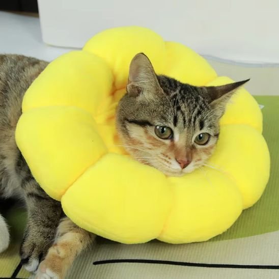 Collerette chat | Confort Post-Opératoire - Mondechat