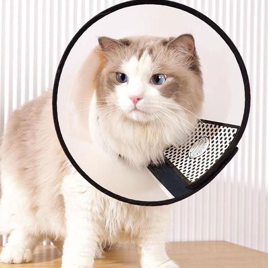 Collerette chat | Confort Protecteur - Mondechat