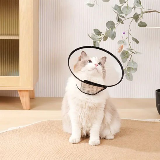 Collerette chat | Confort Protecteur - Mondechat
