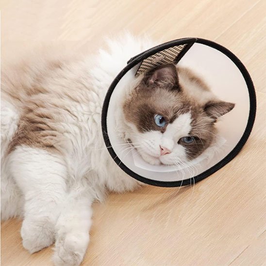 Collerette chat | Confort Protecteur - Mondechat