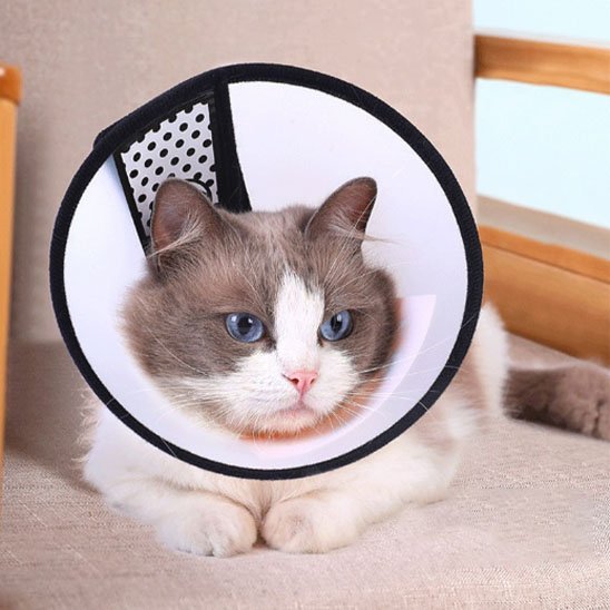 Collerette chat | Confort Protecteur - Mondechat