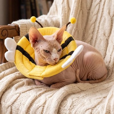 Collerette Chat | Protection Confort - Mondechat