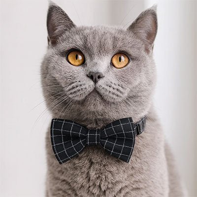 Collier Chat | Élégance Ajustable - Mondechat