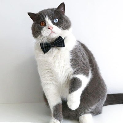 Collier Chat | Élégance Ajustable - Mondechat