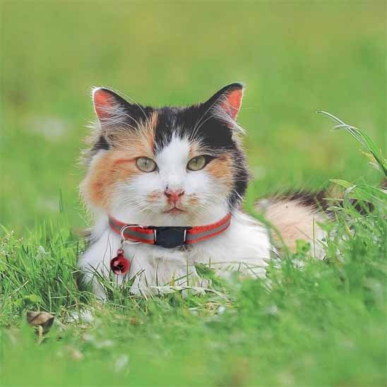 Collier Chat