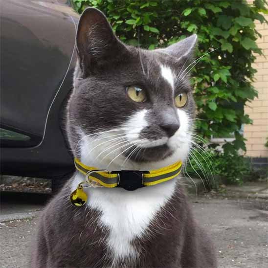 Collier Chat