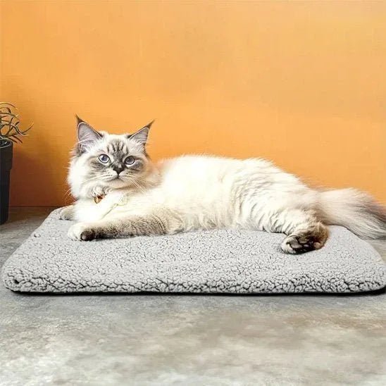 coussin chat doux | Doux Rêve - Mondechat