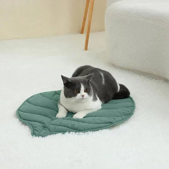 Coussin pour chat | Premium Douillet Confortable - Mondechat