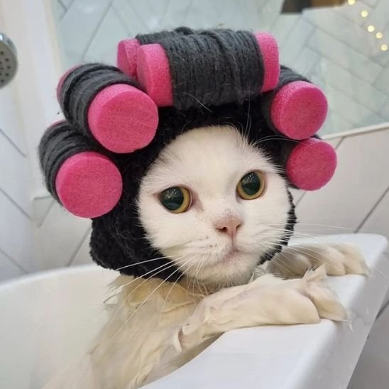 Déguisement pour chat | InstaCat - Mondechat