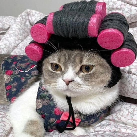 Déguisement pour chat | InstaCat - Mondechat