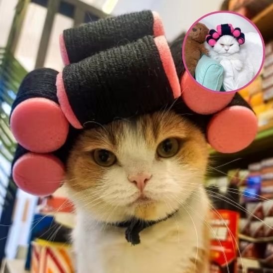 Déguisement pour chat | InstaCat - Mondechat