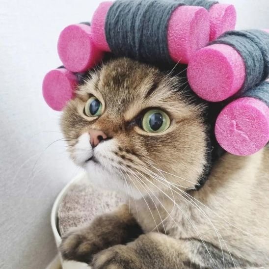 Déguisement pour chat | InstaCat - Mondechat