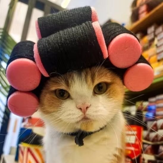 Déguisement pour chat | InstaCat - Mondechat