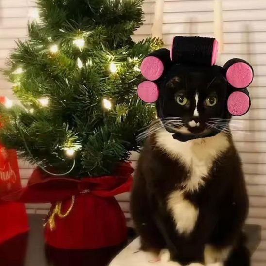 Déguisement pour chat | InstaCat - Mondechat