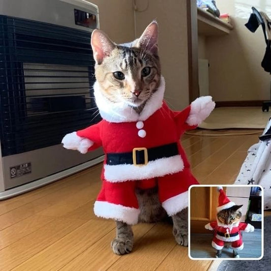 Déguisement pour chat