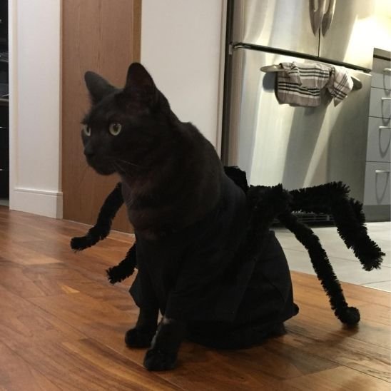 Déguisement pour chat