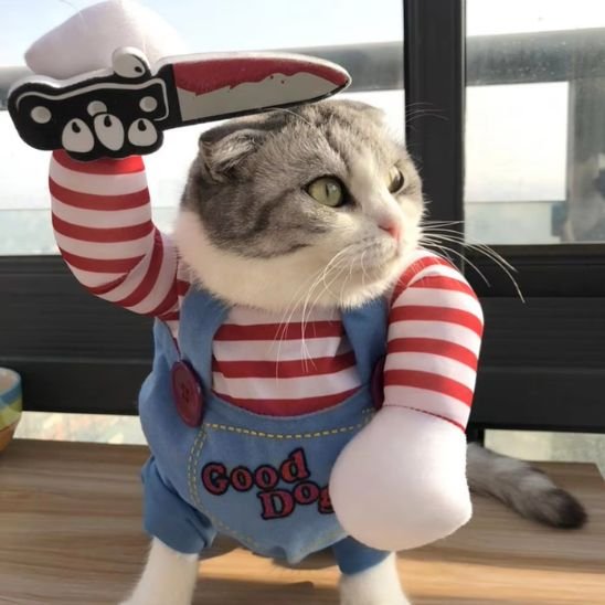 Déguisement pour chat