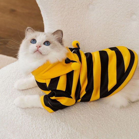 Déguisement pour Chat