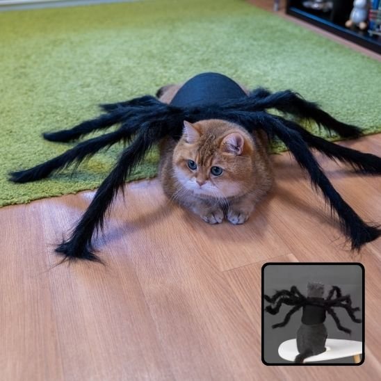 Déguisement pour chat