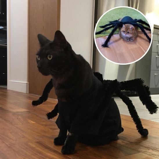 Déguisement pour chat