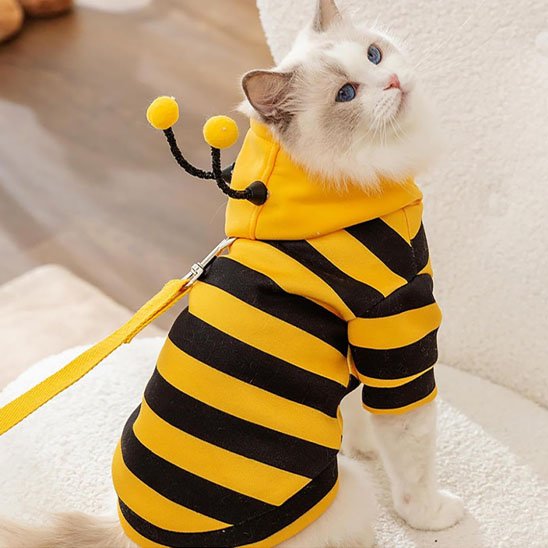 Déguisement pour Chat