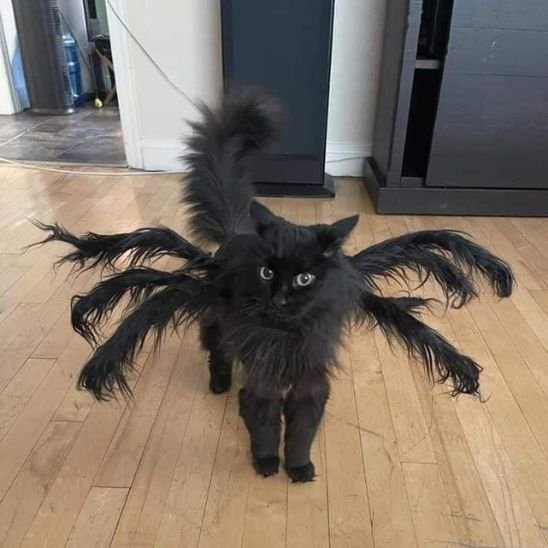 Déguisement pour chat