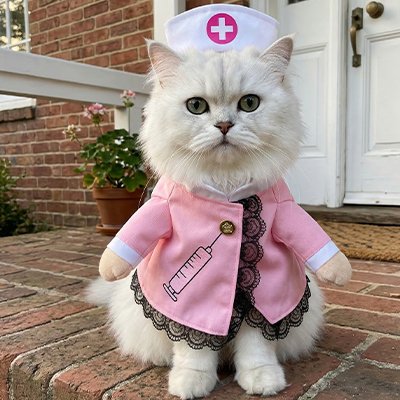 Déguisement pour Chat 
