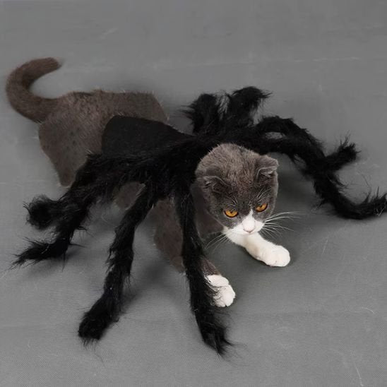 Déguisement pour chat