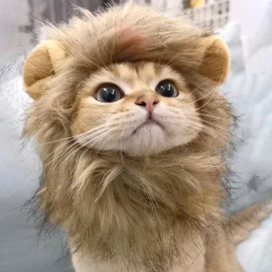 Déguisement pour chat