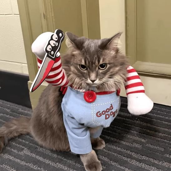 Déguisement pour chat