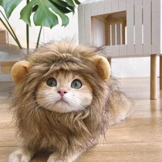 Déguisement pour chat