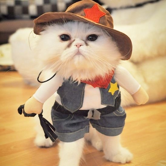 Déguisement pour chat