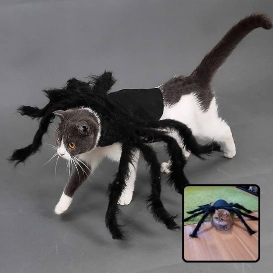 Déguisement pour chat