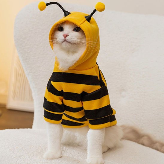 Déguisement pour Chat