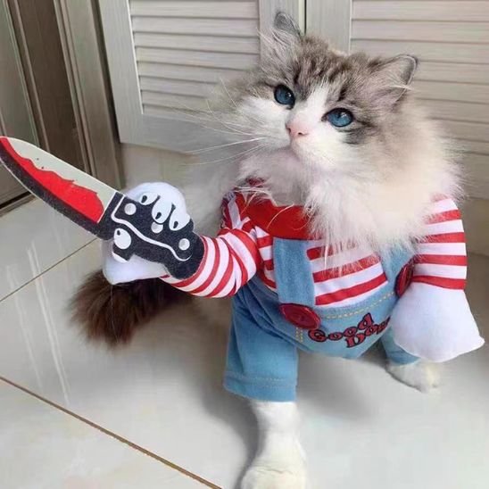 Déguisement pour chat