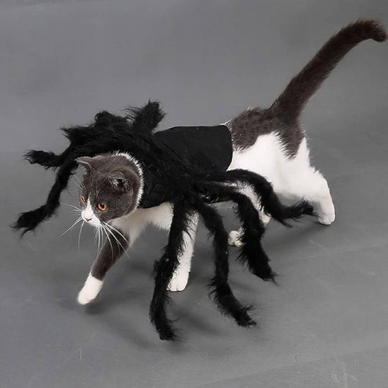 Déguisement pour chat