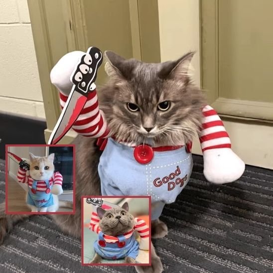 Déguisement pour chat