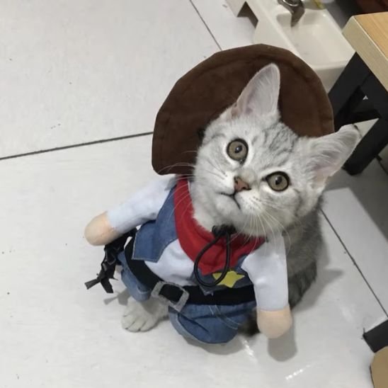 Déguisement pour chat